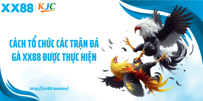 Cách tổ chức các trận đá gà XX88 được thực hiện