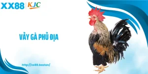 Vảy Gà Phủ Địa - Dấu Hiệu Đẳng Chiến Kê Lì Đòn